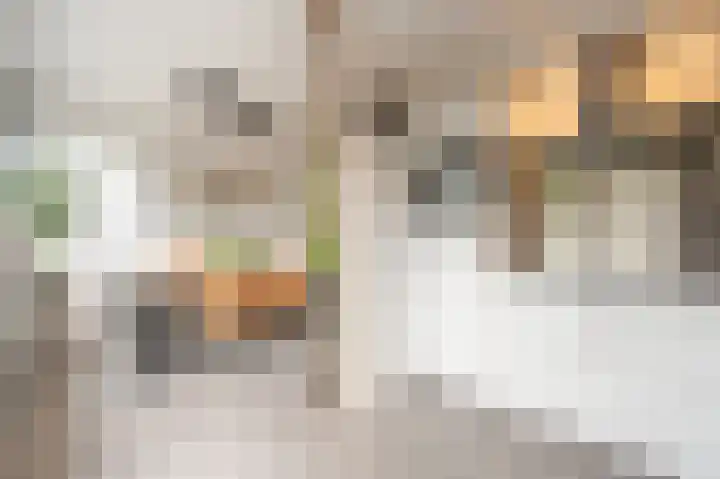 Zeggegors 52 Mijnsheerenland thumbnail 14
