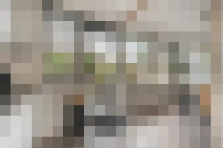 Zeggegors 52 Mijnsheerenland thumbnail 15