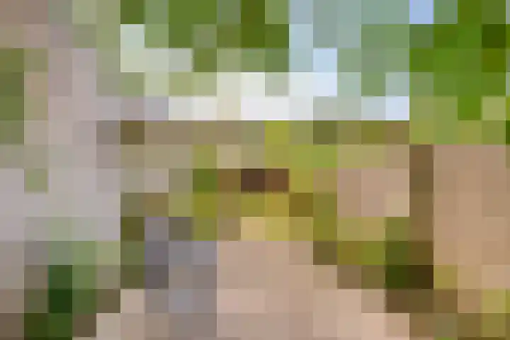 Zeggelaan 57 Terheijden thumbnail 4