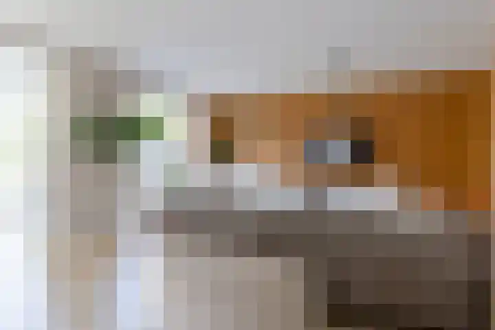 Zeggemeen 105 Harderwijk thumbnail 13
