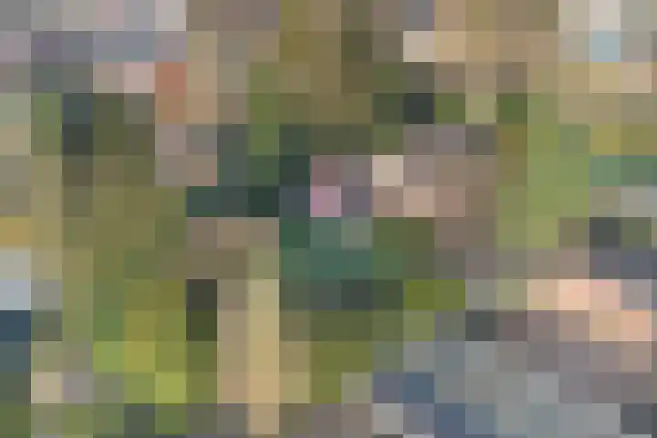 Zeisweg 26 Elspeet thumbnail 41