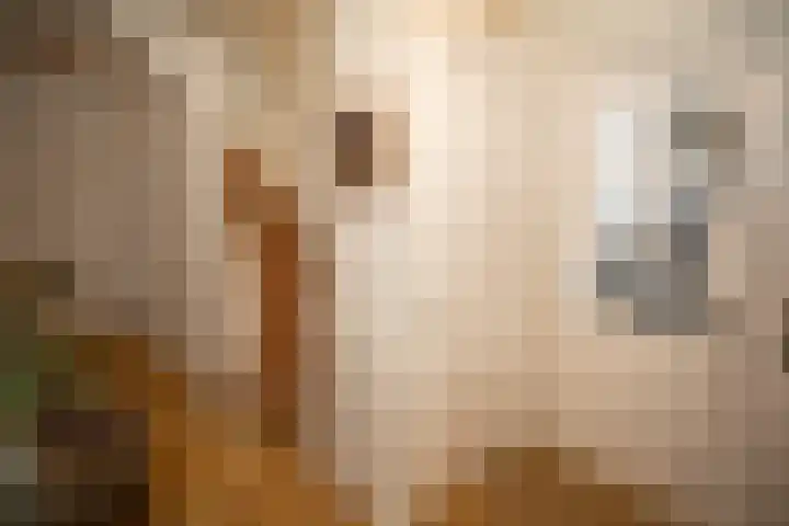 Zekteweg 6 a Geesteren thumbnail 61
