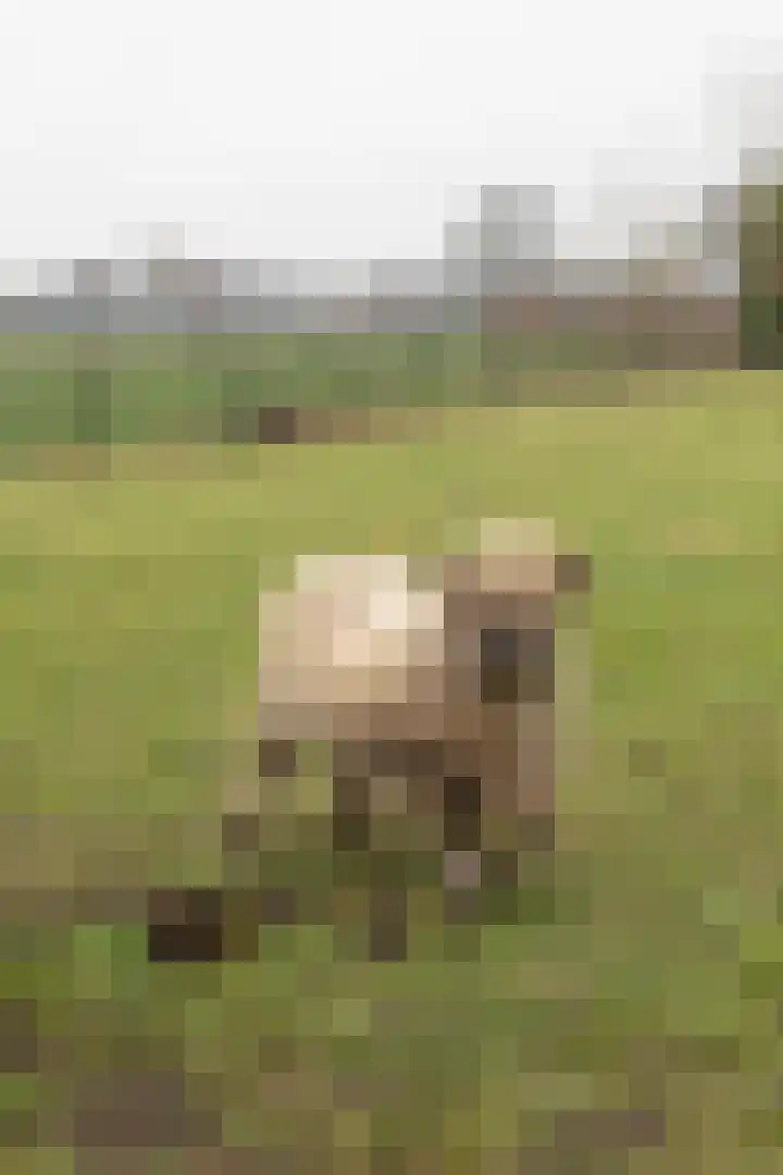 Zekteweg 6 a Geesteren thumbnail 98