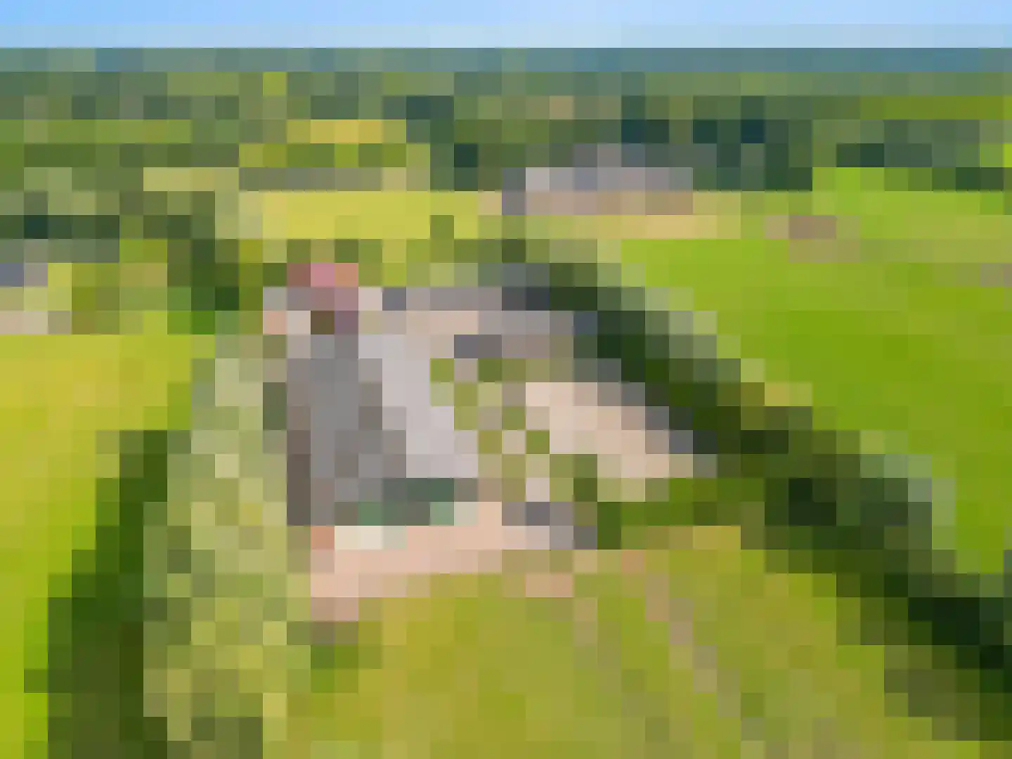 Zelderseweg 23 Zwartebroek thumbnail 68