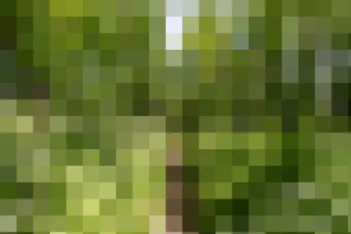 Zelhemseweg 11 Hummelo thumbnail 25