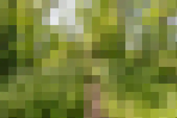 Zelhemseweg 11 Hummelo thumbnail 26