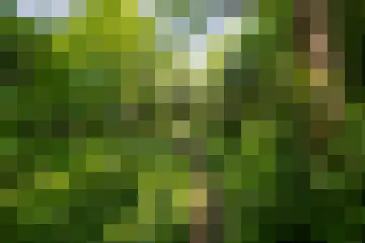Zelhemseweg 11 Hummelo thumbnail 28