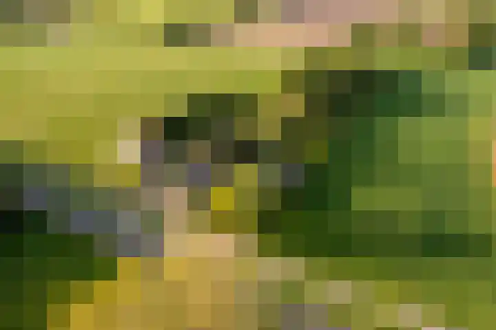 Zelhemseweg 11 Hummelo thumbnail 74