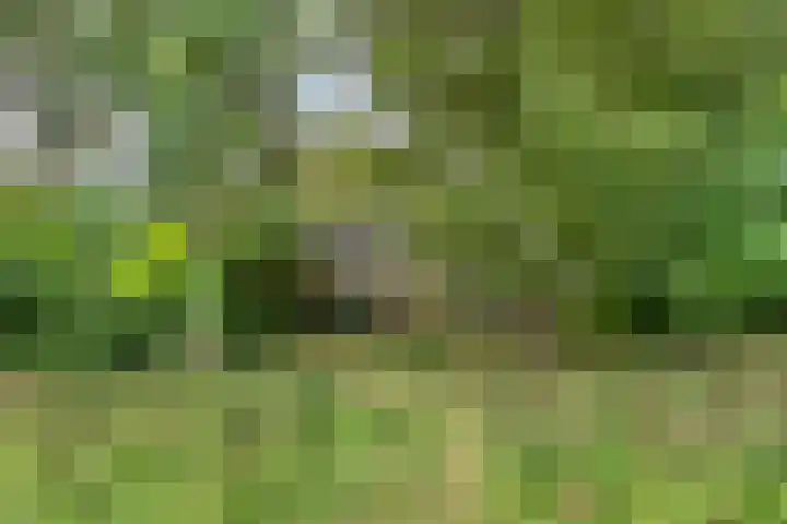 Zelhemseweg 2 Hummelo thumbnail 51