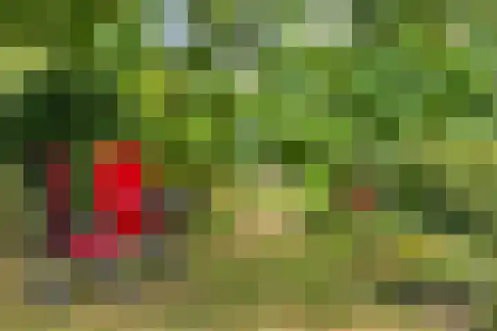 Zelhemseweg 2 Hummelo thumbnail 62