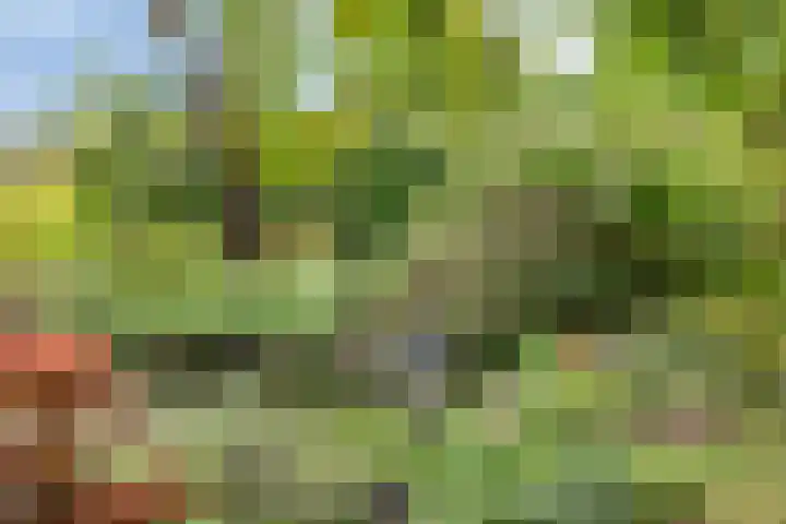 Zelhemseweg 2 Hummelo thumbnail 66