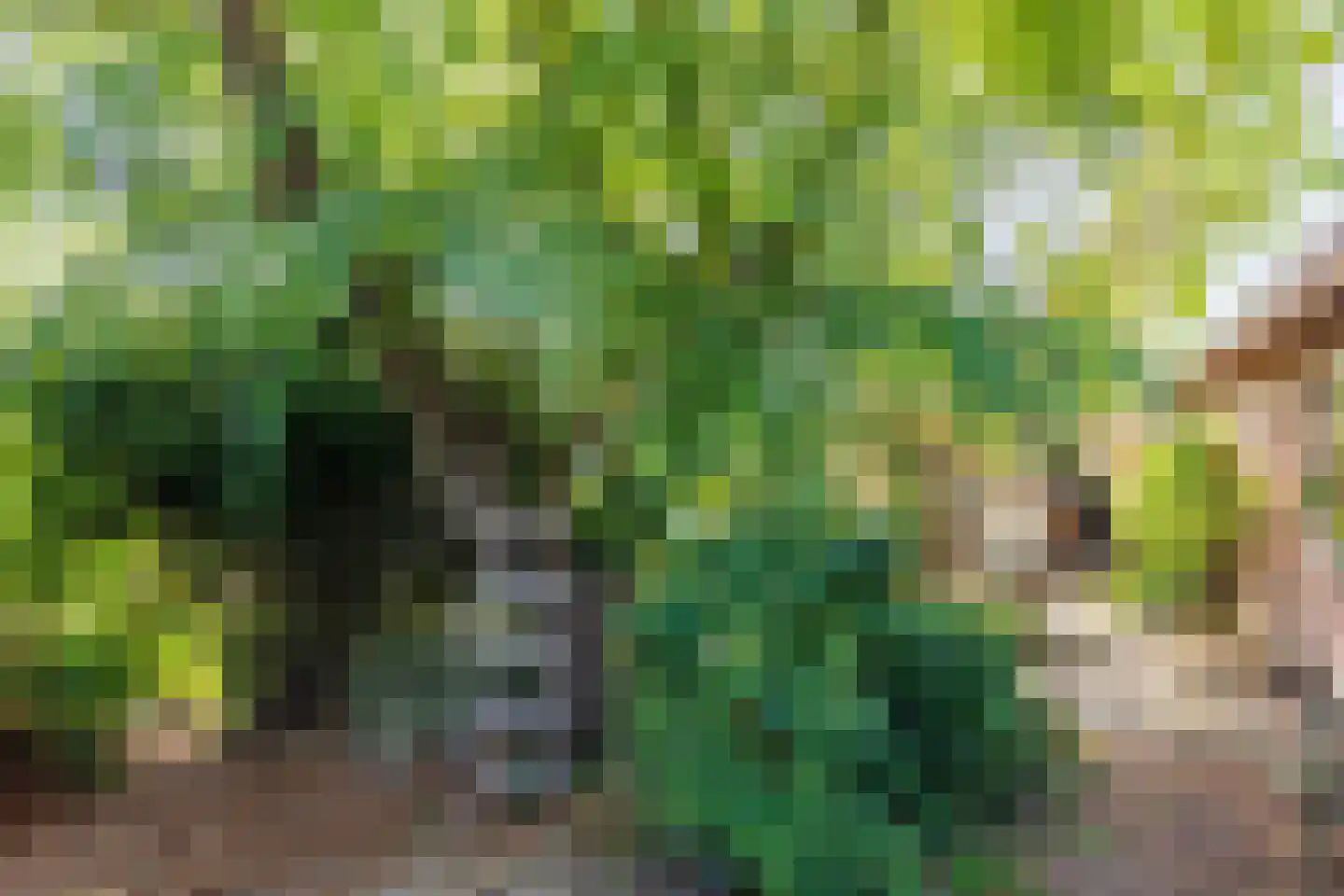 Zelksestraat 2 Horssen thumbnail 57