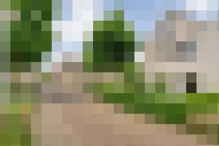 Zenegroen 1 Hardenberg foto 3