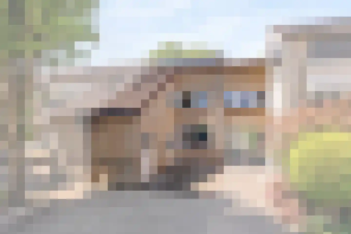 Zenegroen 19 Oldenzaal thumbnail 7