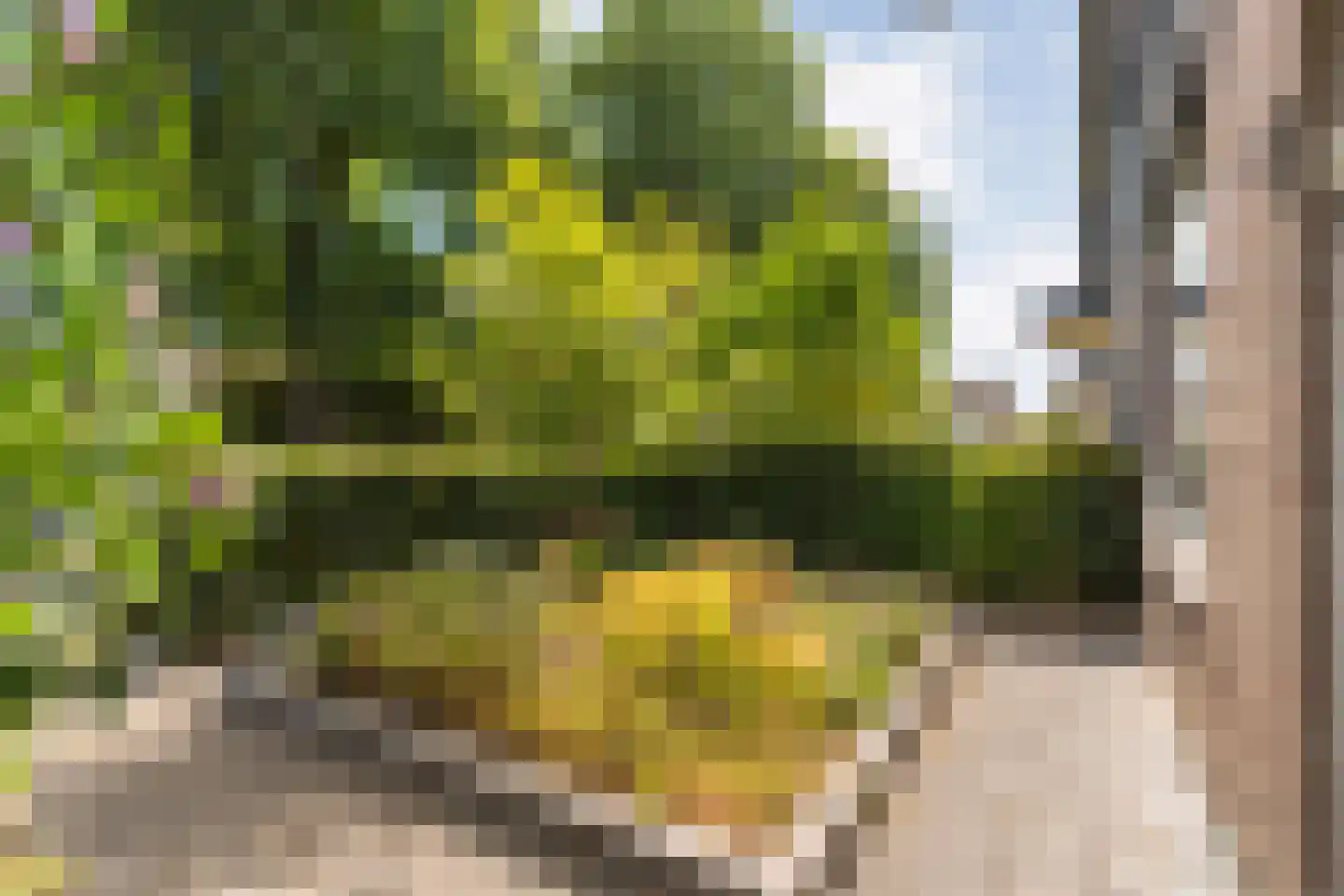 Zenegroen 23 Kampen thumbnail 54