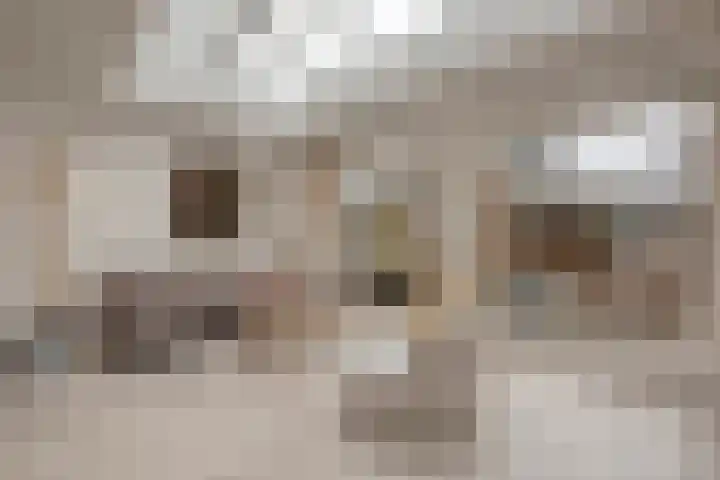 Zenegroen 5 Kampen thumbnail 11