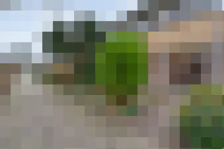 Zenegroen 5 Kampen thumbnail 46