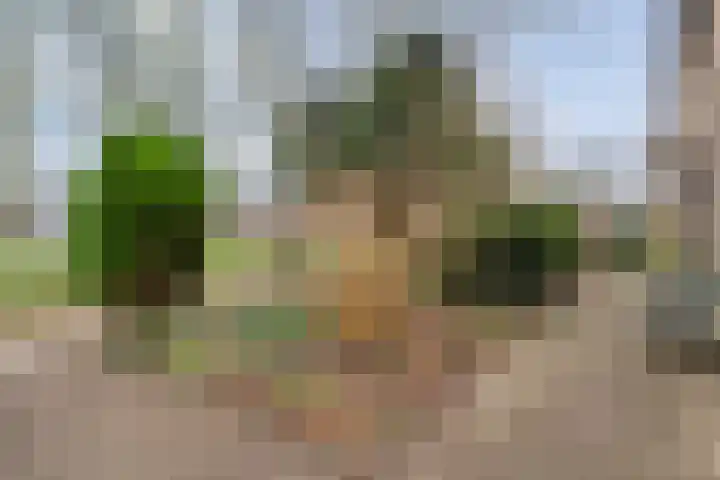 Zenegroen 5 Kampen thumbnail 48