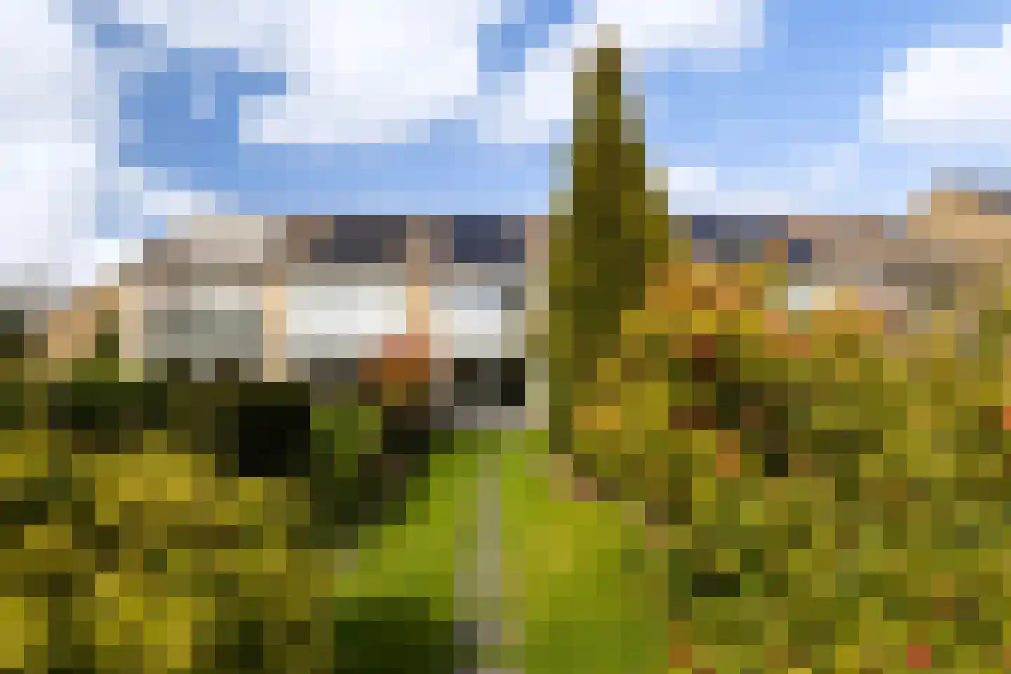 Zenegroen 59 Leeuwarden thumbnail 19
