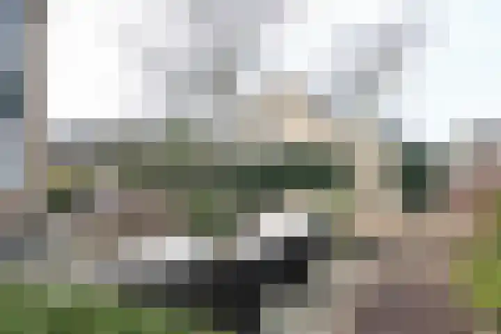 Zenegroen 66 Leeuwarden thumbnail 55