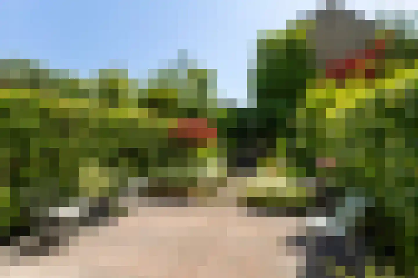 Zenegroen 77 Leeuwarden thumbnail 39