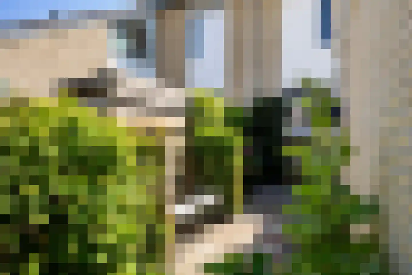 Zenegroen 77 Leeuwarden thumbnail 8