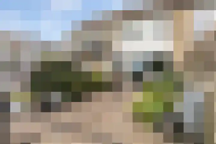 Zenegroen 99 Leeuwarden thumbnail 31