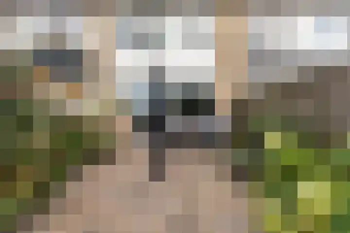 Zenegroen 99 Leeuwarden thumbnail 32