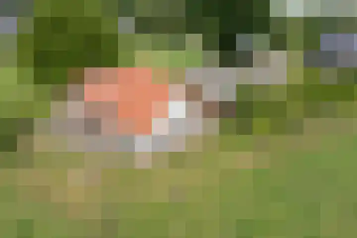Zennepweg 21 Lemelerveld thumbnail 5