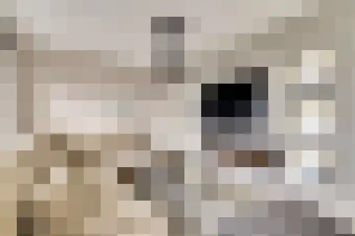Zernikelaan 498 Papendrecht thumbnail 11