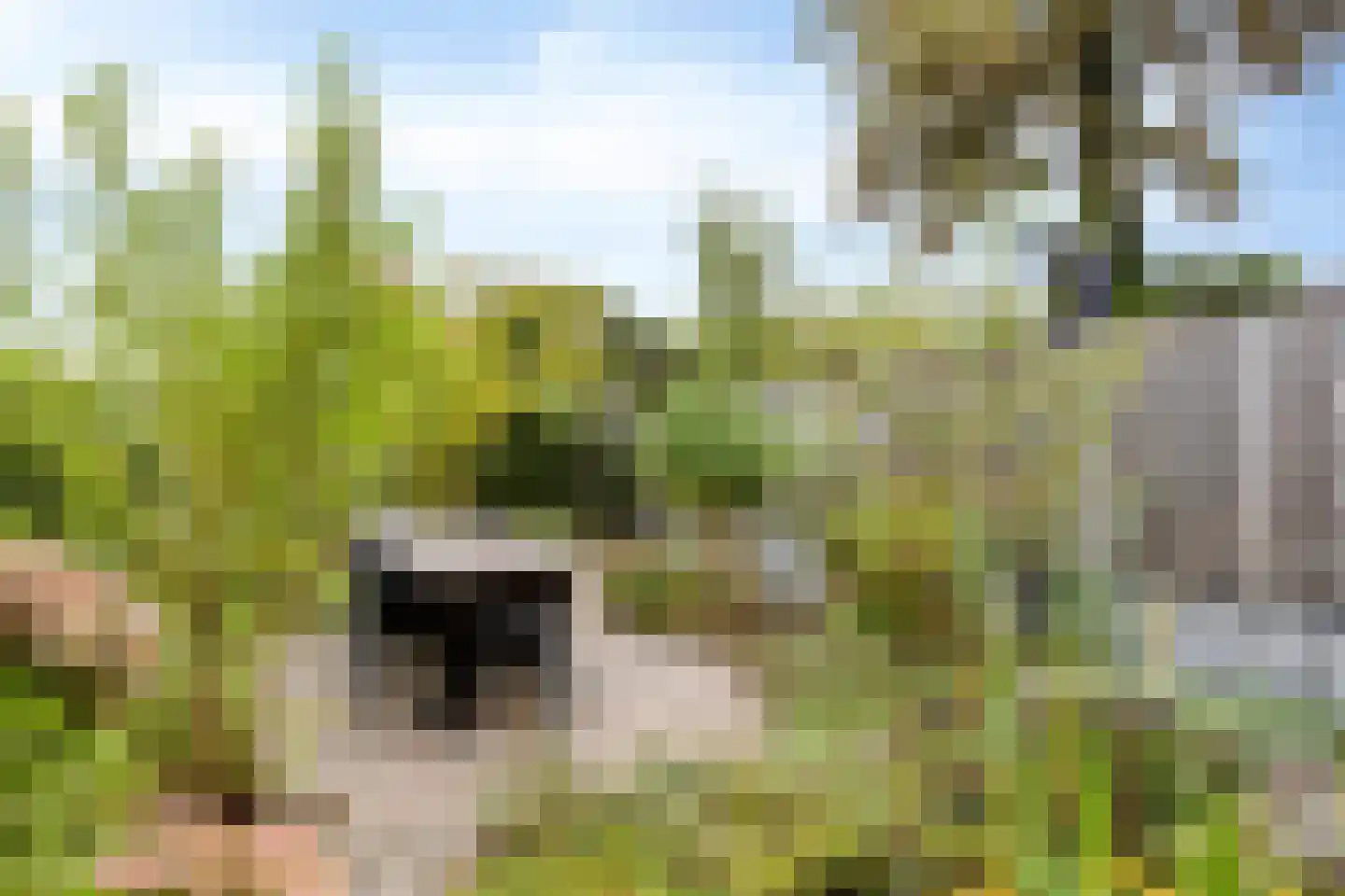 Zesde Buitenpepers 132 's-Hertogenbosch thumbnail 12