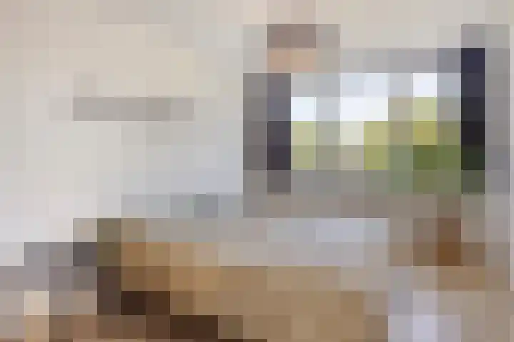 Zesde Buitenpepers 156 's-Hertogenbosch thumbnail 15