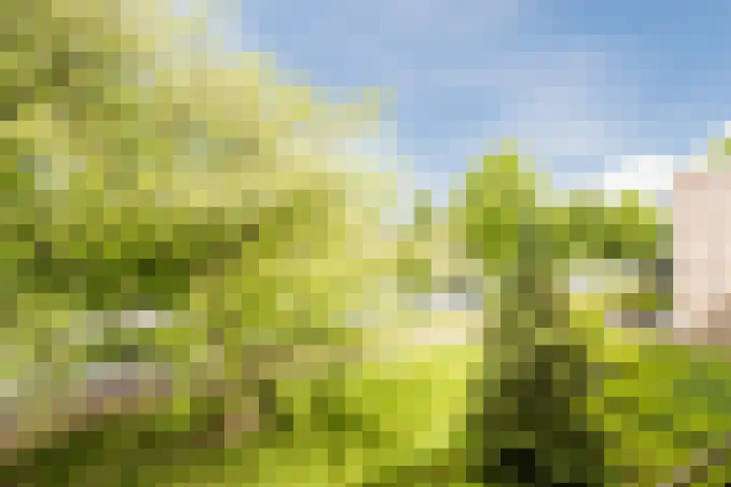 Zesde Buitenpepers 30 's-Hertogenbosch thumbnail 29