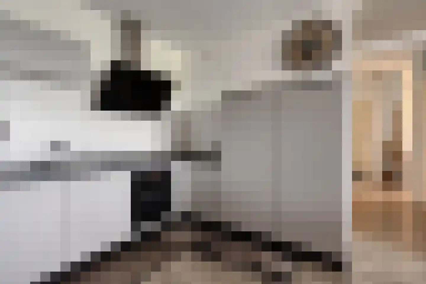 Zesde Buitenpepers 76 's-Hertogenbosch thumbnail 12