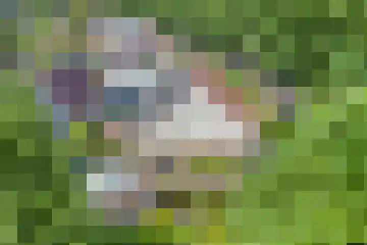 Zeskampen 12 Tynaarlo thumbnail 5