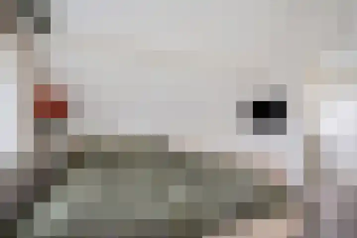 Zeskanter 10 Sneek thumbnail 25
