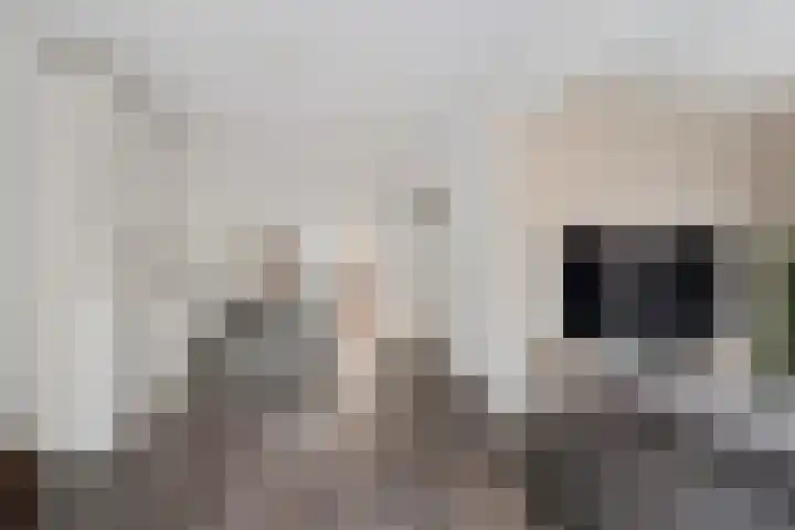 Zeskanter 10 Sneek thumbnail 8