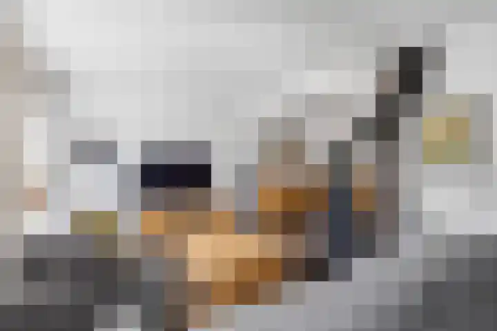 Zeskanter 5 Sneek thumbnail 5