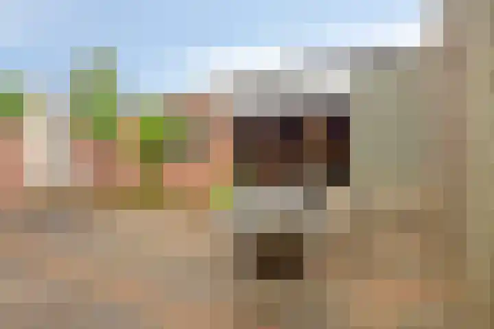 Zeterdonk 7 Den Dungen thumbnail 31