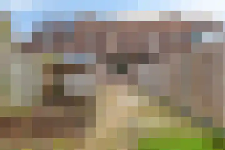 Zetstee 71 Zuidlaren thumbnail 31