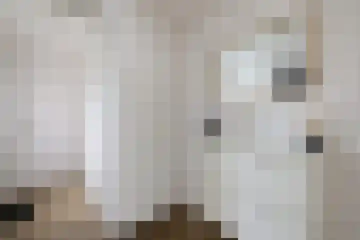 Zetveld 169 Heerenveen thumbnail 22