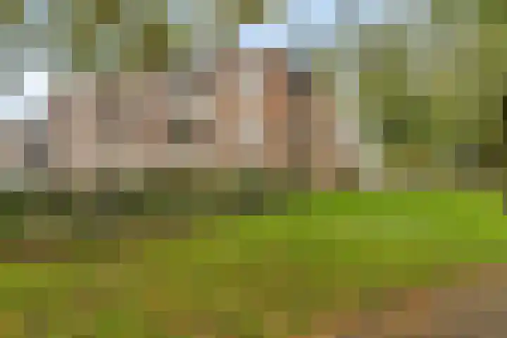 Zeven Bosjes 123 Almelo thumbnail 26