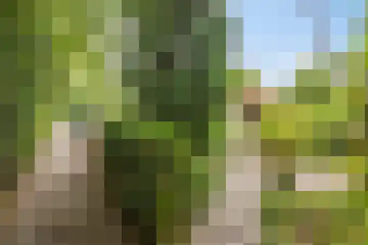 Zevenbergseweg 23 A Berghem thumbnail 39