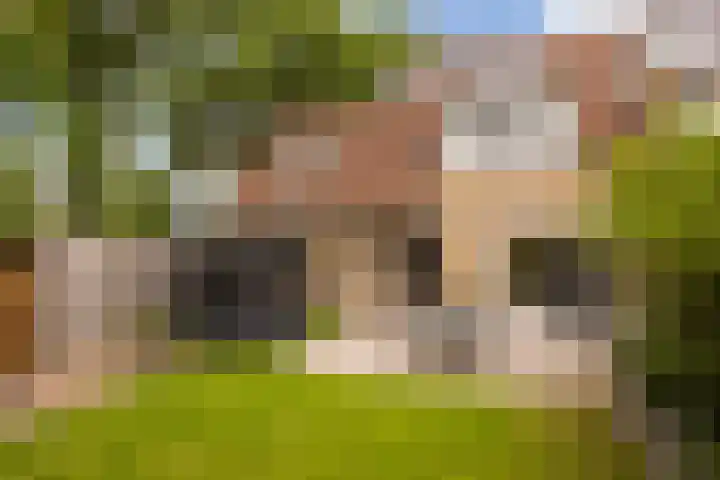 Zevenblad 14 Borne thumbnail 27