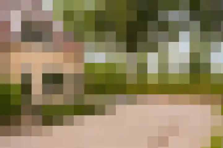 Zevenblad 14 Borne thumbnail 29