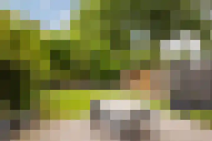 Zevenblad 14 Borne thumbnail 4