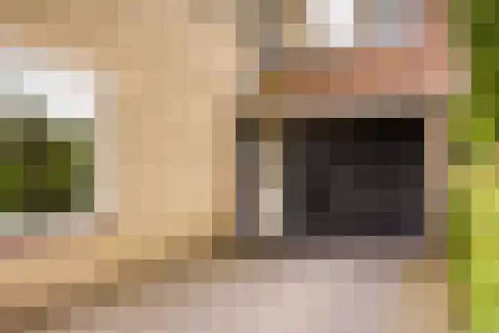 Zevenblad 14 Borne thumbnail 7