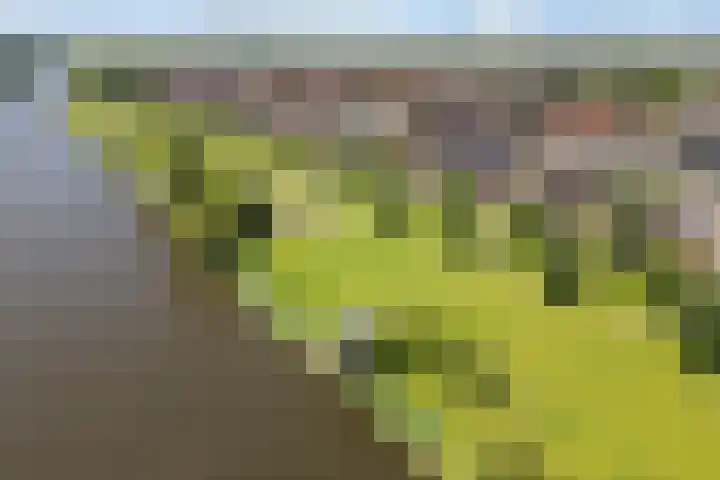 Zevenblad 16 De Meern thumbnail 34