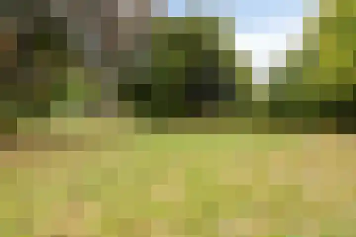 Zevenblad 30 Borne thumbnail 48