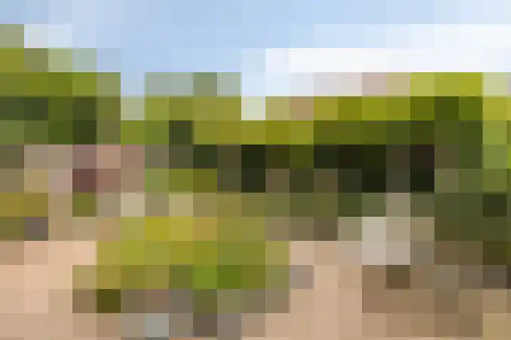 Zevenblad 30 Borne thumbnail 7